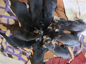 Purebred German Shepard puppies for sale 
