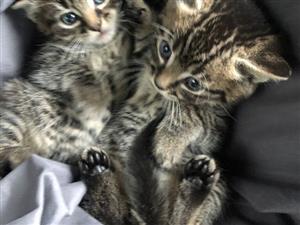 Gorgeous litter of Ragdoll x Bengal kittens