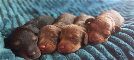 Longhair dacshund puppies available 