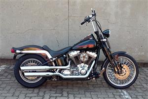 Price Has Been Reduced on this Stunning HD Springer!