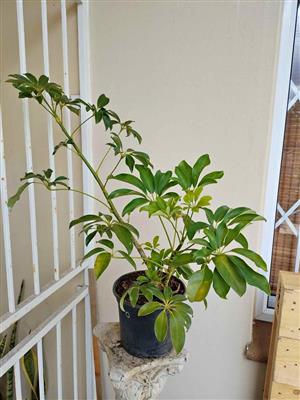 Dwarf Umbrella Trees 