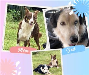  BEAUTIFUL BORDER COLLIE / SKAAP HONDTJIES 