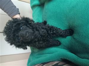 French Poodle puppies 