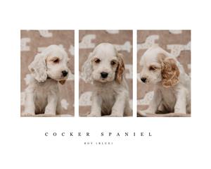 Cocker Spaniel