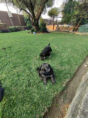 German Shepherd puppies for sale