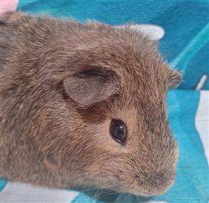 Guinea Pig
