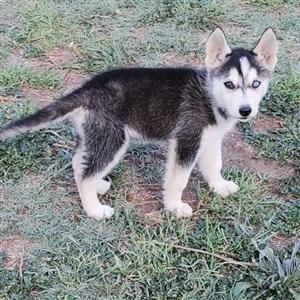 Husky Puppies In Dogs And Puppies In South Africa Junk Mail