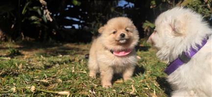 Beautiful miniature Toypoms available