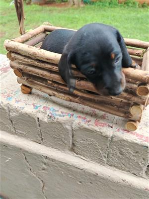 Miniature Dauschound puppies 