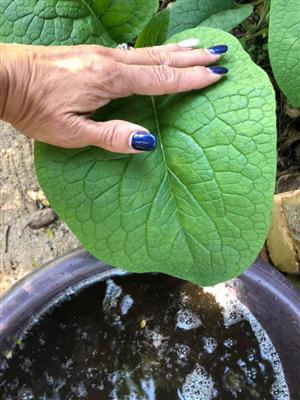 Earthworms, earthworm Tea for plants and castings