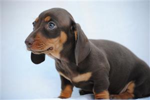 Miniature Dachshund Puppies