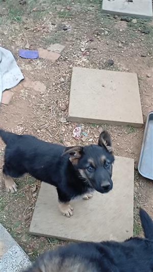 Alsatian puppies for sale 