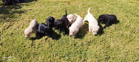Labrador puppies 