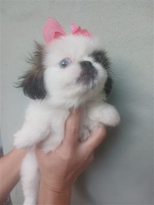 Blue eye female Pekingese  Puppy 