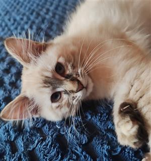MAINE COON KITTENS AVAILABLE 