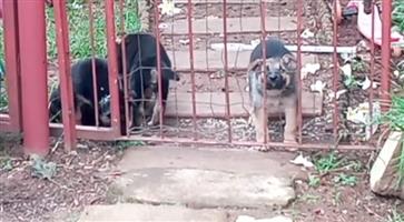 German Shepherd puppies 
