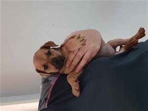 Labrador cross german shepherd puppies 