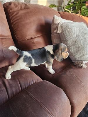 Beagle puppies 
