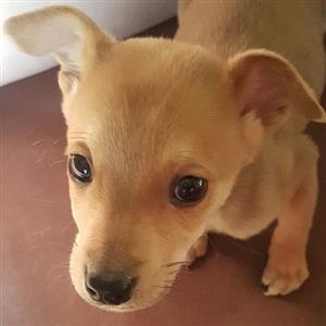Jack Russell X Pincher