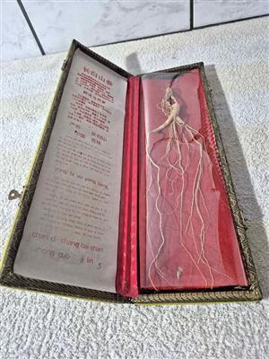 Changbai Mountain Wild ginseng root