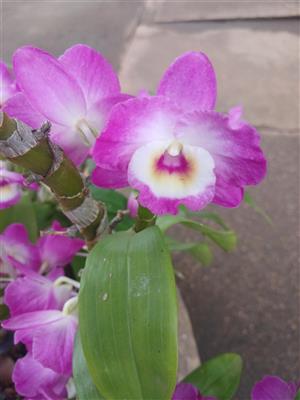 Dendrobium Nobile Hybrid Orgidee