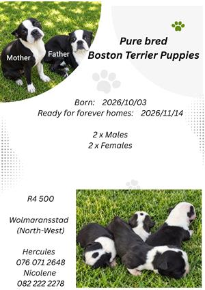 PURE BRED BOSTON TERRIER PUPPIES