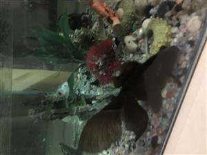 Black moor fish male and  female for  Sale both 