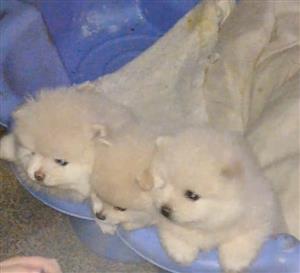 Beautiful Pomerania puppies