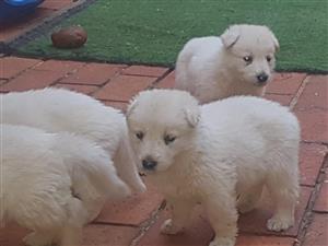Thorough Bred Swiss Shepherd Puppies