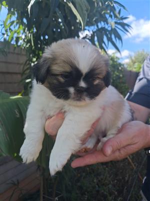 Stunning Pekingese