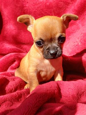 Registered Chihuahua puppies