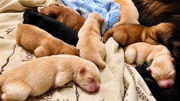 Beautiful Chow Chow Puppies 