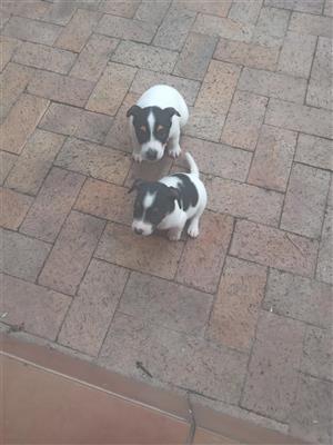 Jack russell puppies