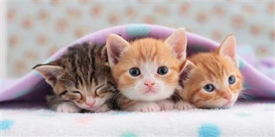 Baby kittens 