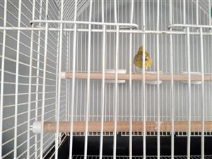 Canary with cage