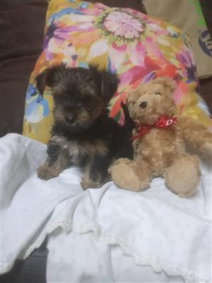 Yorkie male