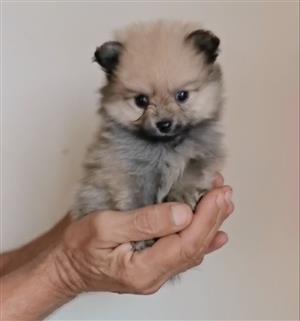 Toypom Pomeranian puppy 