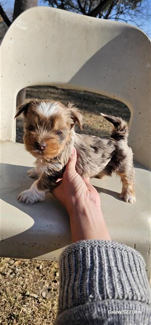 Purebred yorkies Merle puppies 