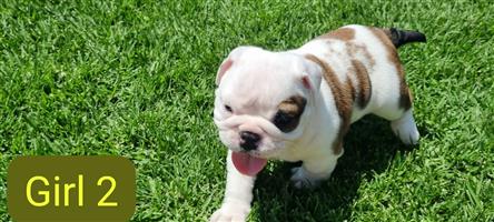 Gorgeous English bulldog puppies available 