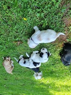 Purebred Cocker Spaniel Puppies 