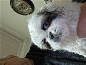 Pekingese 