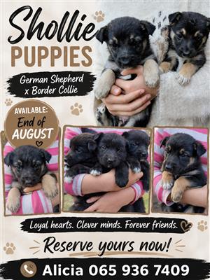 Shollie puppies - GSD x Border Collie 