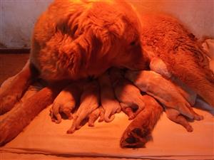 Golden Retriever For Sale In Dogs And Puppies In South Africa Junk Mail