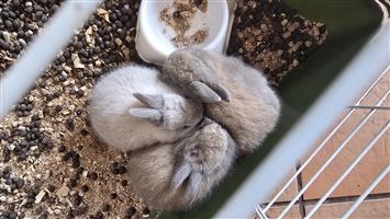 Baby Rabbits