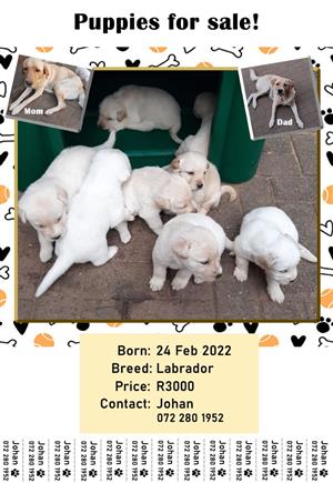 Pure bred labrador puppies for sale.