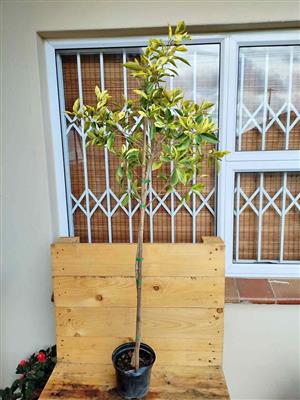 Lovely Tall Ficus Benjamina Golden King 1,2m+ high
