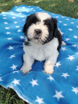 Beautiful shih tzu puppies