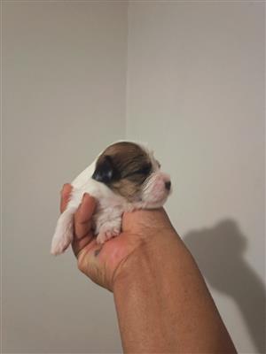 Morkie Puppies 