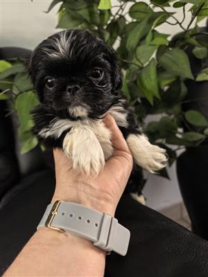 Pekingese puppies 
