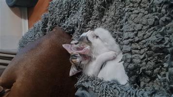Beautiful kittens available 